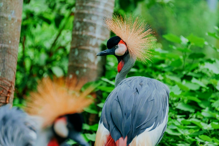 Oiseau gris et blanc près des plantes à feuilles vertes