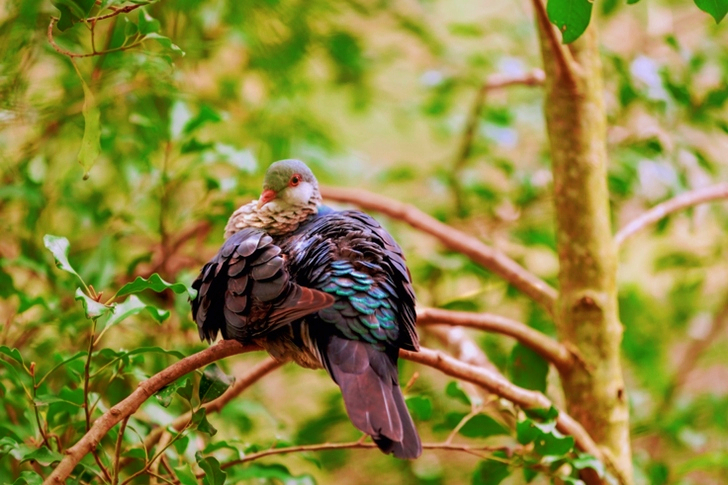 Gray and Brown Bird on Tree Branch