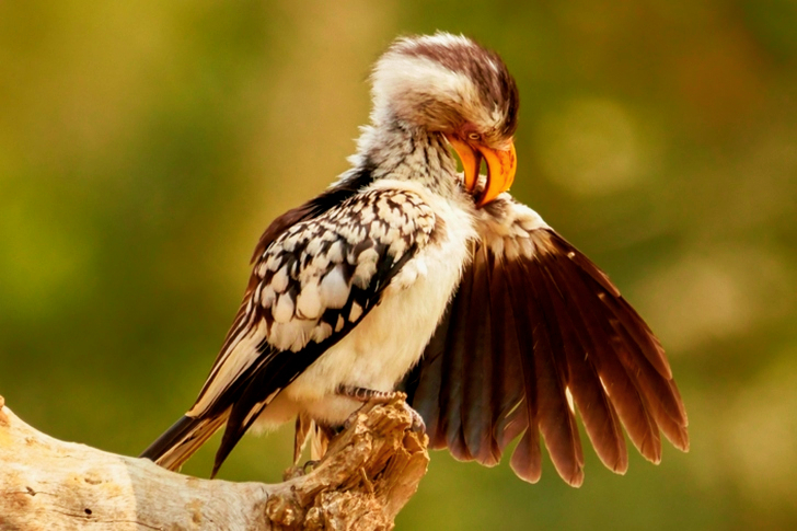 White and Black Bird Perching Selective Focus