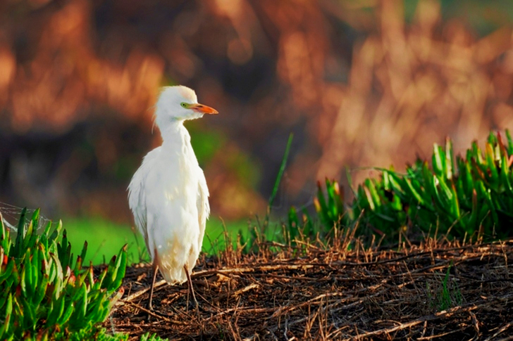 Mise au point sélective d'un oiseau blanc sur le sol