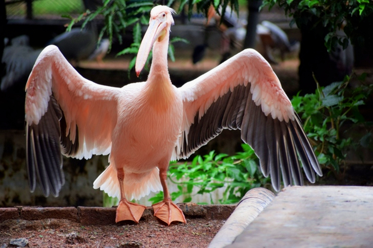 About to Fly White Pelican