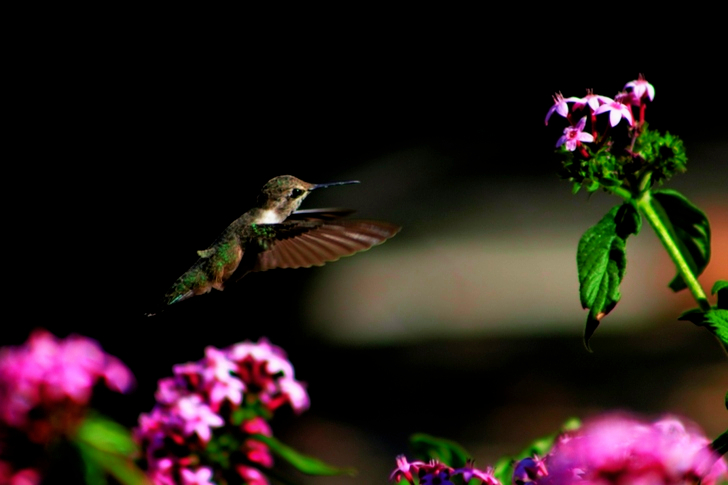 Black Hummingbird Flying Near Flower