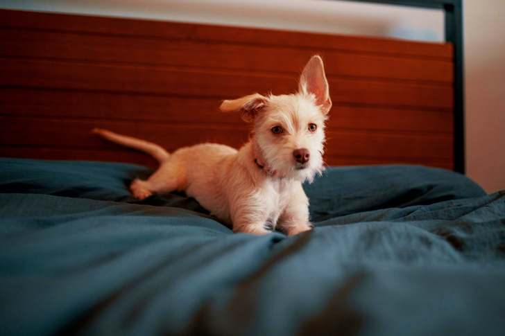 White Puppy Lying on Grey Blanket on Bed