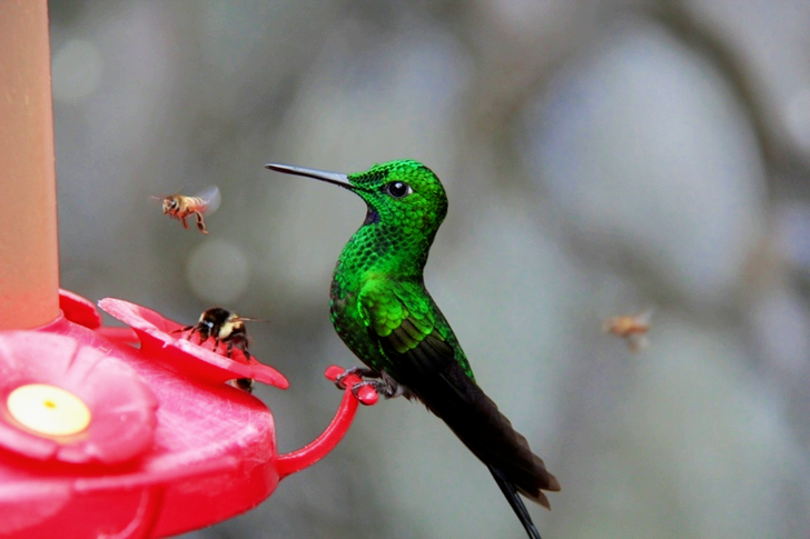 Green and Black Hummingbird Perched on Red Branch