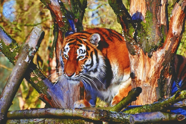 Adult Tiger