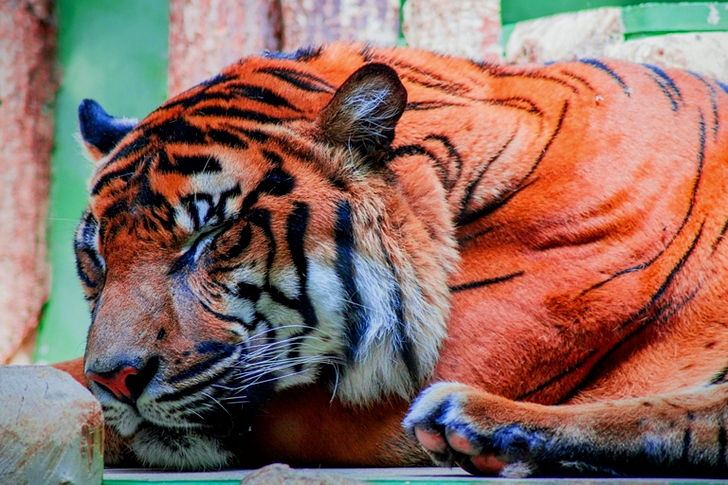 Sleeping Tiger