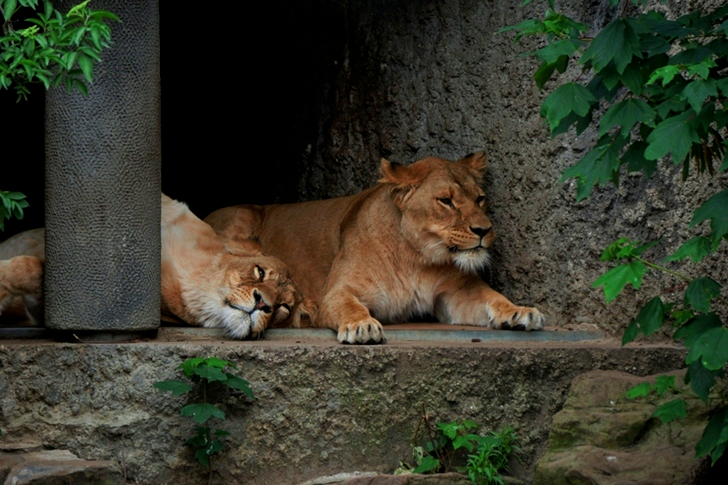 Two Lions on Concrete Floor