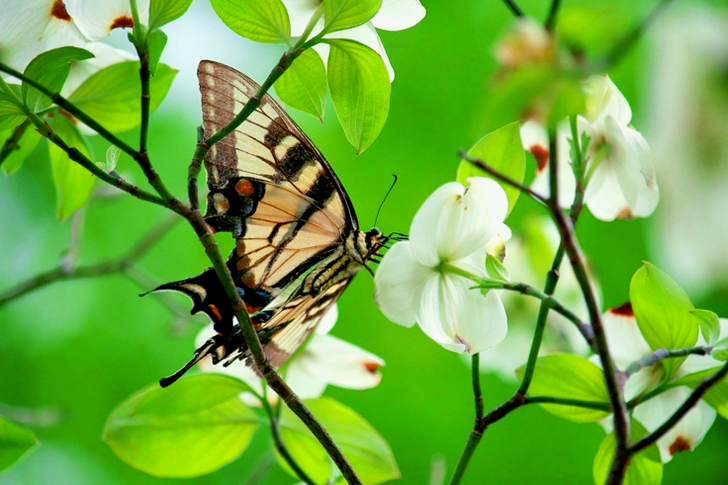 Brown and Black Butterfly on Flower