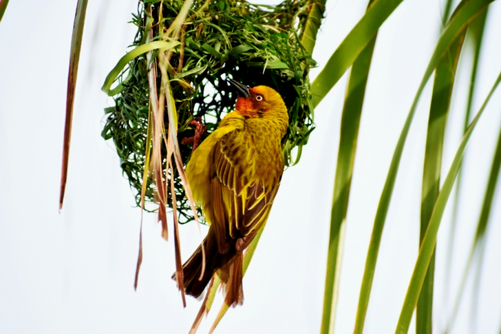 Gamma of Yellow and Black Bird