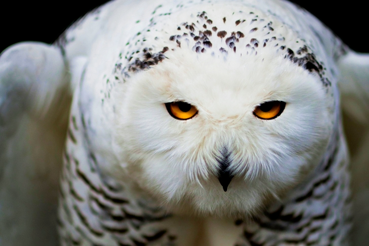 White Owl Close-up