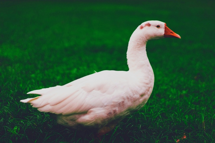 Selective Focus of White Goose on Grass Grass