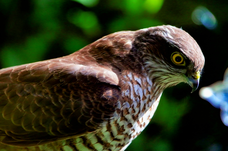 Brown Hawk
