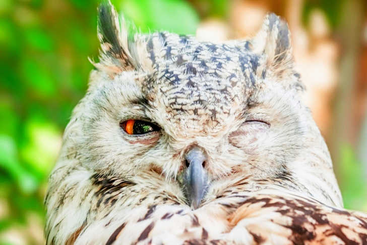 Close-up of Owl with One Eye Open