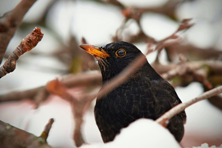 Perched Common Blackbird