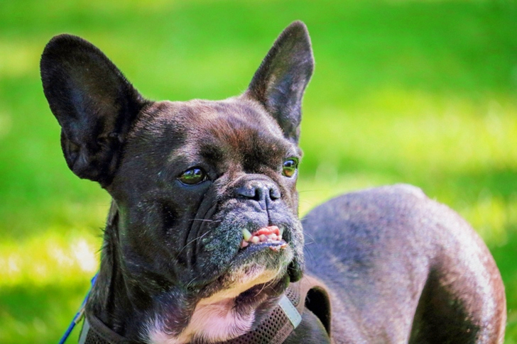 Selective Focus of Adult Black and White French Bulldog