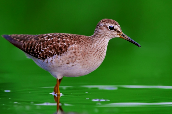 Close-Up of Willet Bird on Water
