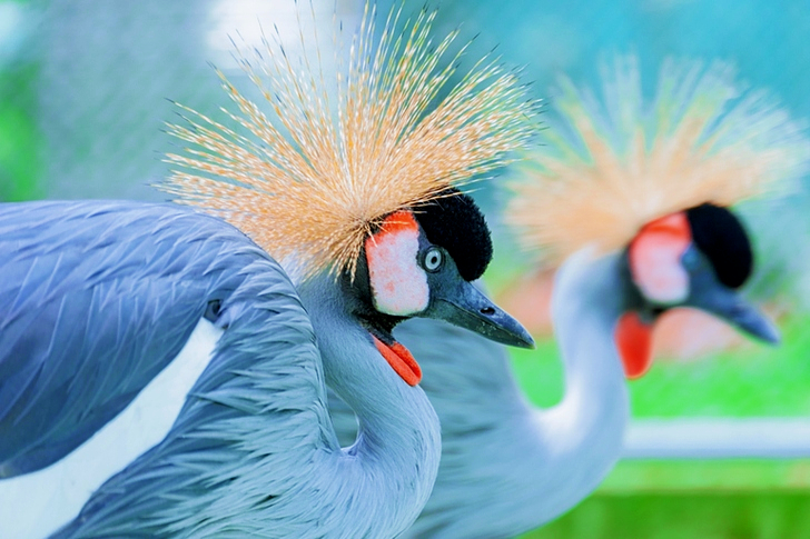 Shallow Focus of Two Crowned Crane