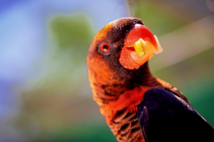 Close-Up of Parrot