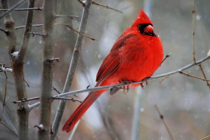 Red Cardinal Bird on Tree Branch
