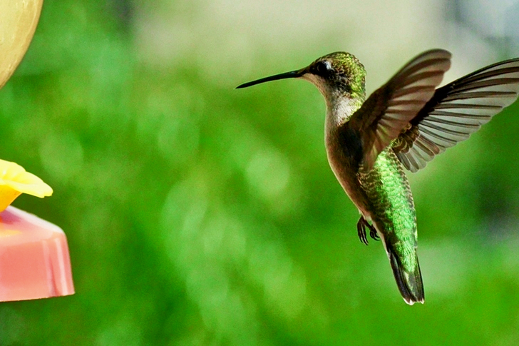 Vihreä lintu lentää