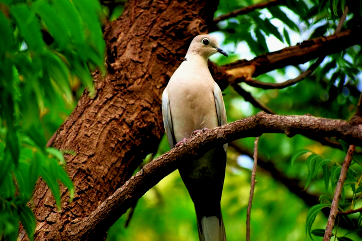 Valkoinen ja harmaa lintu kyydissä puussa