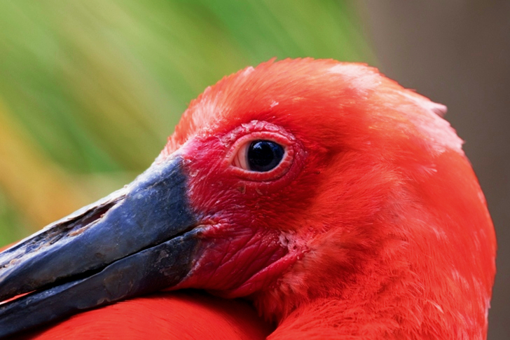 Lähikuva punaisesta linnusta