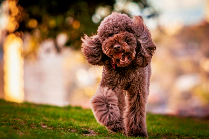 Brown Poodle Walking on Grass Field