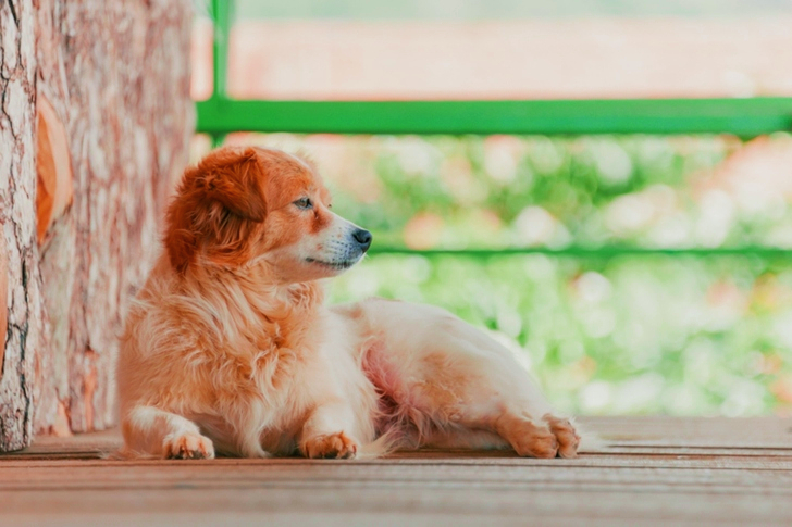 Adult White and Tan Spitz Lying on Wooden Floor