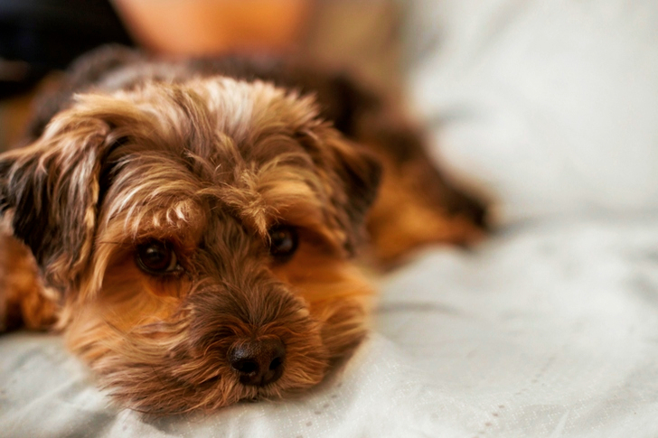 Selective Focus of Long-coated Brown Puppy