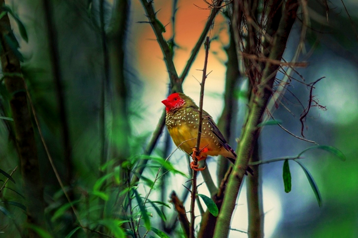 Brown Bird in Shallow