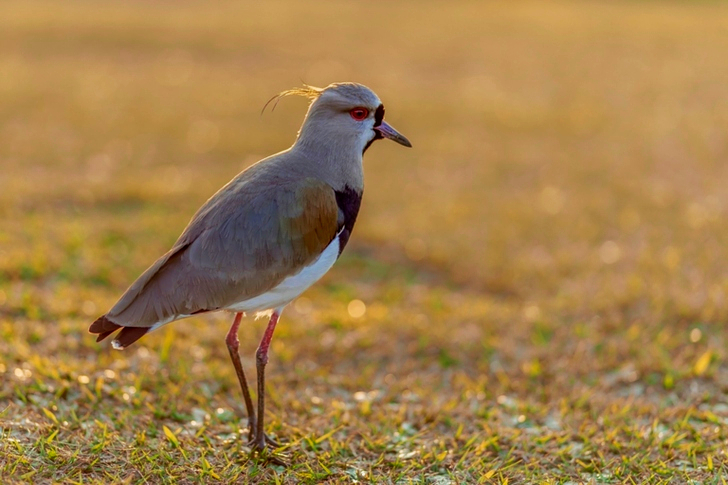 Close-up of Stilt on Green Grass Field