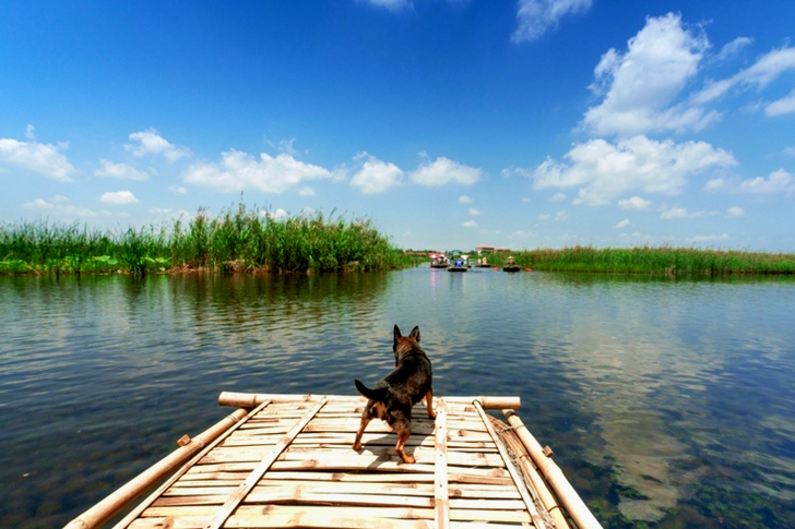 Black Dog on Dock Near Body Types of Water