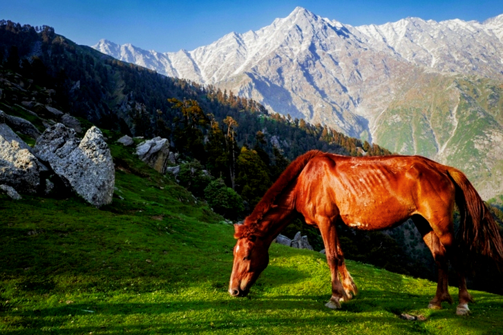 Brown Horse Standing Gray Mountain