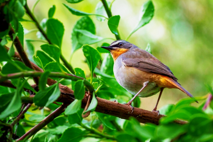 Selective Focus of Bird Perching on Branch