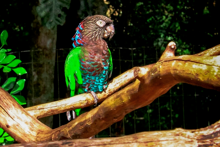 Green, Black, and Blue Parrot on Brown Branch