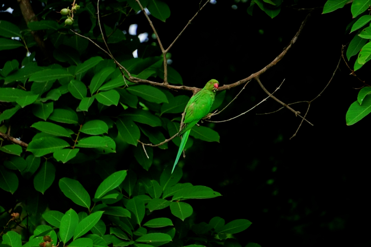 Green Bird Perched On Tree Branch