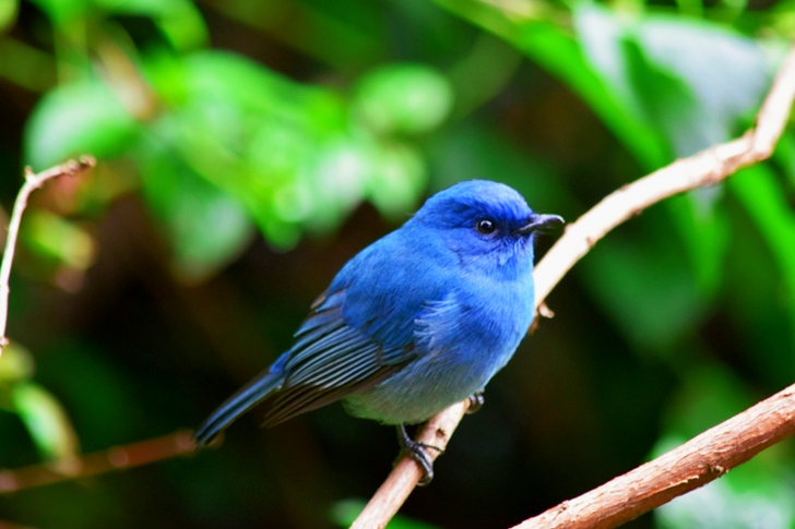 Blue Bird