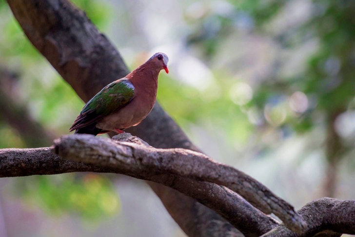 Selective Focus of Dove Perching On Branch