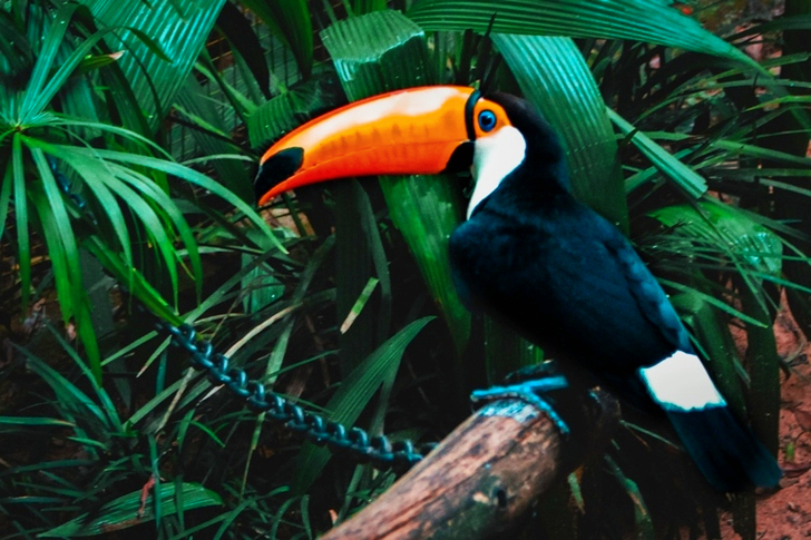 Selective Focus Of Toco Toucan Perched