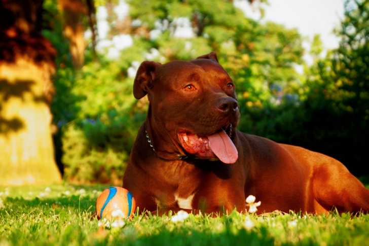 Close-up of Short-coated Brown Dog Lying on Grass