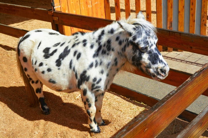 White and Black Pony