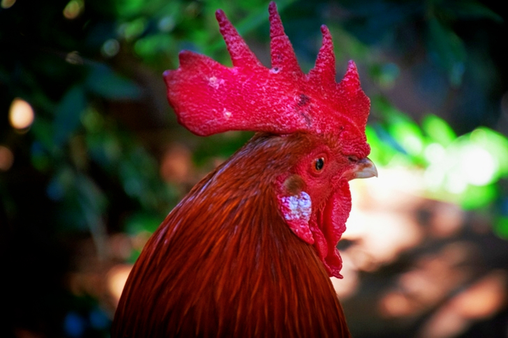 Red Rooster in Focus