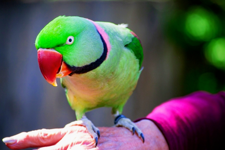 Selective of Green Rose Ring Parakeet