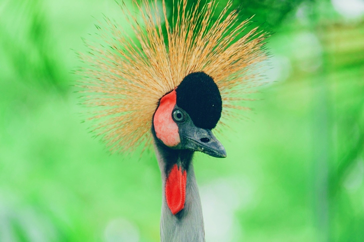 Gray and Red Bird Close-up
