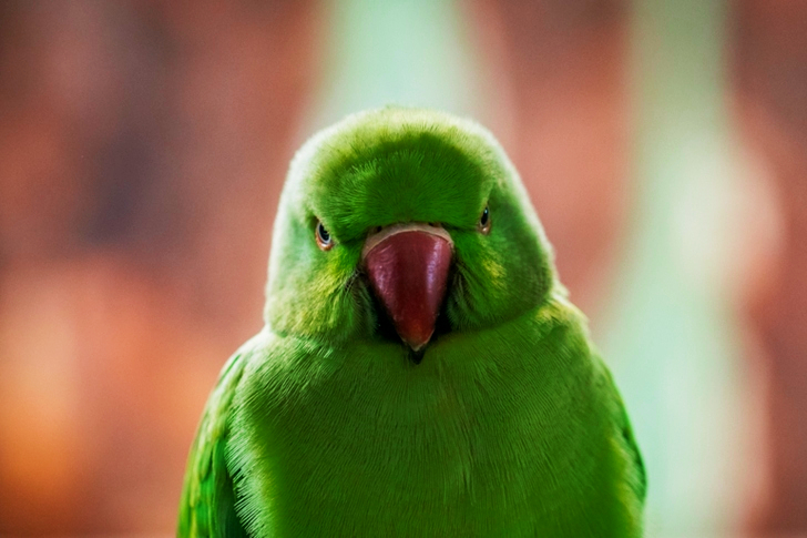 Shallow Focus of Green Bird