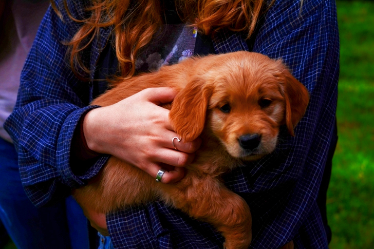 Woman Holding Brown Puppy