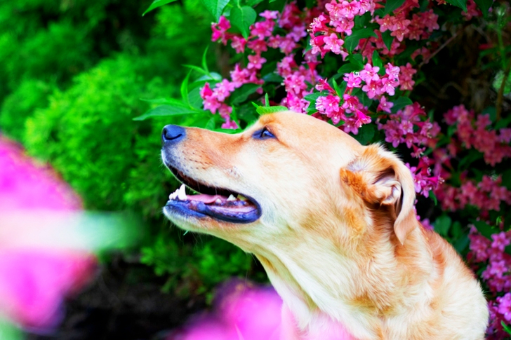 Close-up of Brown Short-coated Dog Looking Away