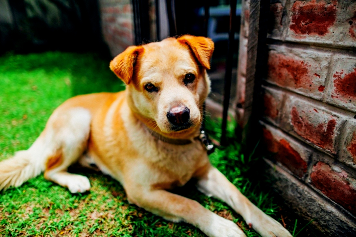 Close-up of Brown Short-coated Dog Lying Down on Grass