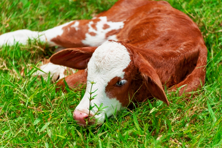Brown and White Cow Lying on Grass