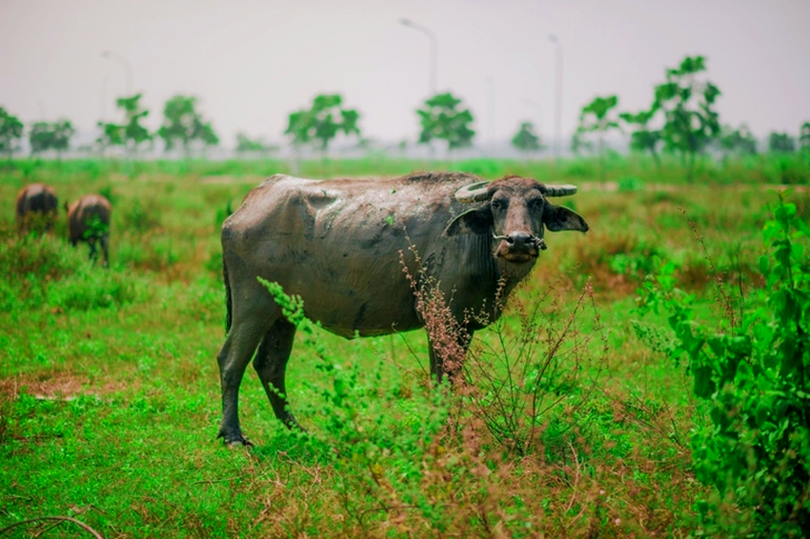 Water Buffalo
